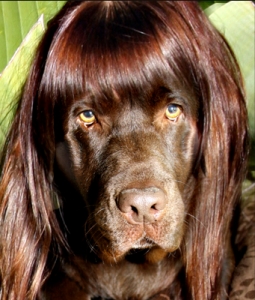 Anthropomophism Animals Dressed as Humans - Dog with Wig