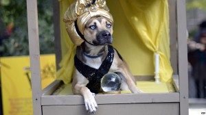 Anthropomophism Animals Dressed as Humans - Dog as Sultan