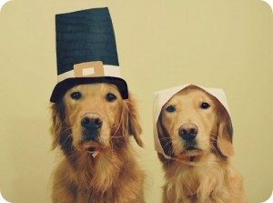 Anthropomophism Animals Dressed as Humans - Amish Dogs